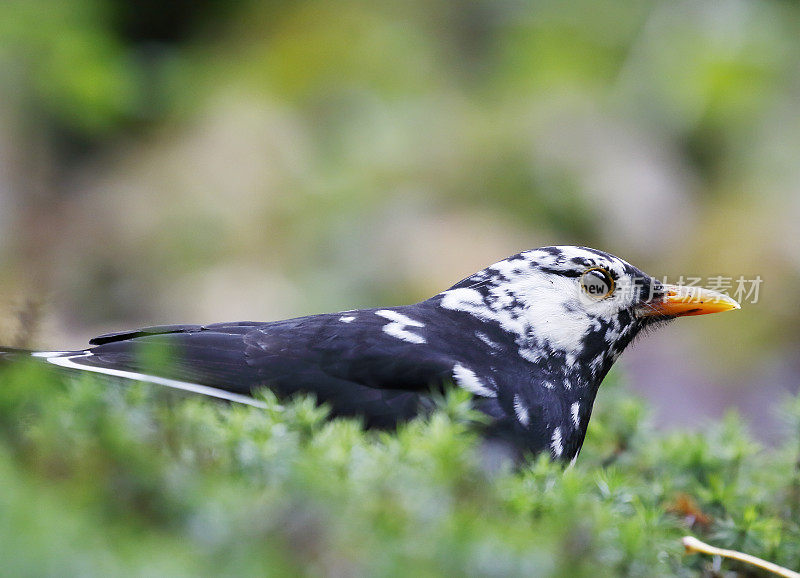 黑鸟(Turdus merula)男性白化